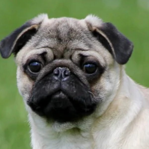 Pugs