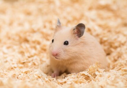 Pet Multiverese - Golden Hamsters (Syrian Breed)
