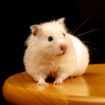 Pet Multiverse - Hamster