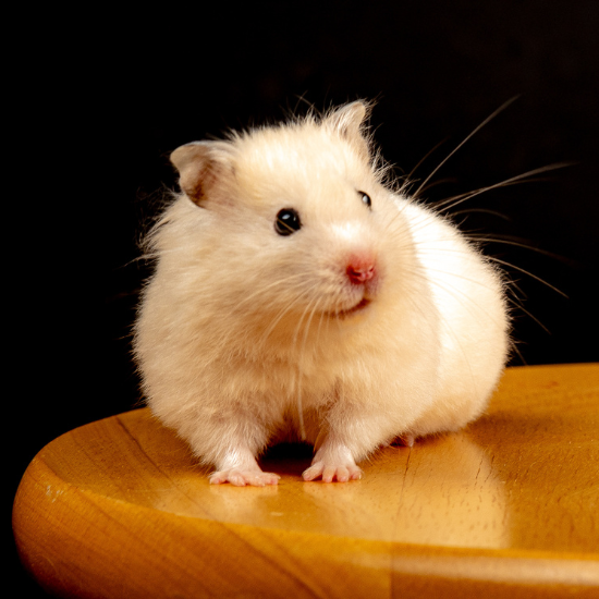 Pet Multiverse - Hamster