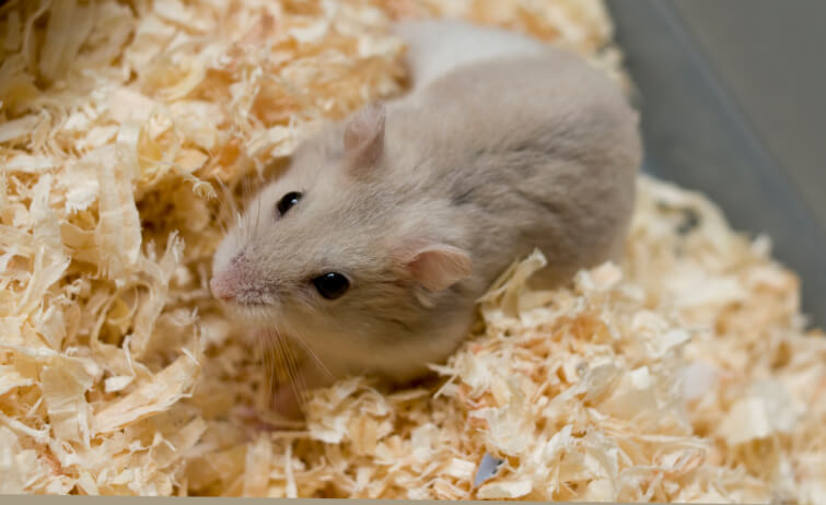 Pet Multiverse - Bedding Material With Hamster1