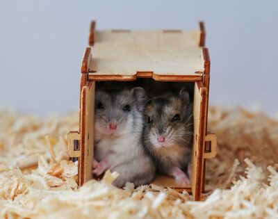 Pet Multiverse - Couple Hamster Hiding In The Box