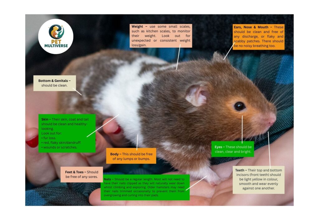 Pet Multiverse Hamster Full Body Check list image