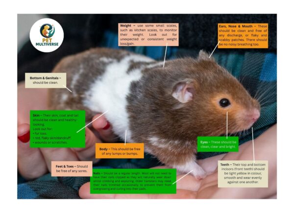 Pet Multiverse Hamster Full Body Check list image