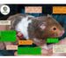 Pet Multiverse Hamster Full Body Check list image