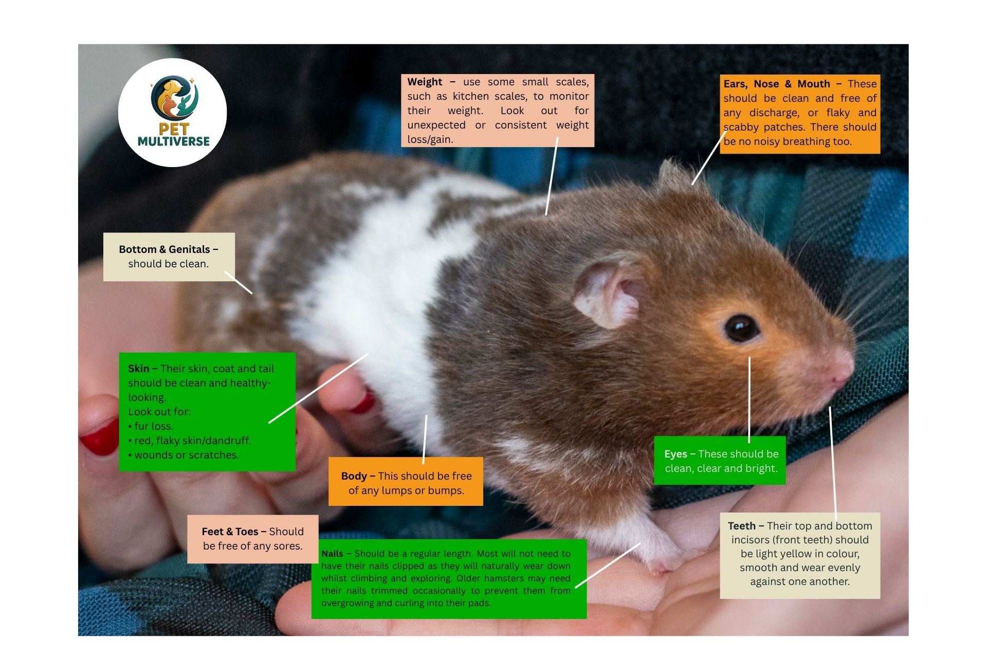 Pet Multiverse Hamster Full Body Check list image