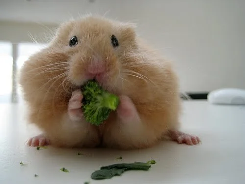 Pet Multiverse - Hamter Eating Vegetables