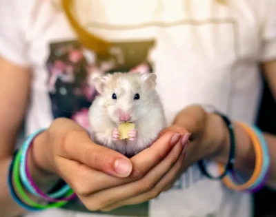 Pet Multiverse - Hand Tamping process
