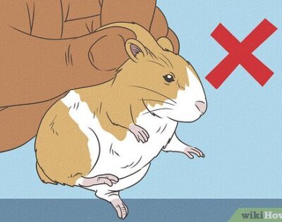 Pet Multiverse - How To Hold Hamster In Hand
