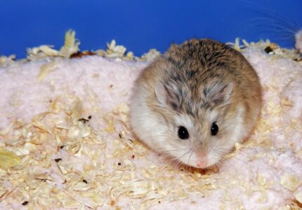 Pet Multiverse - Robovaski Hamster