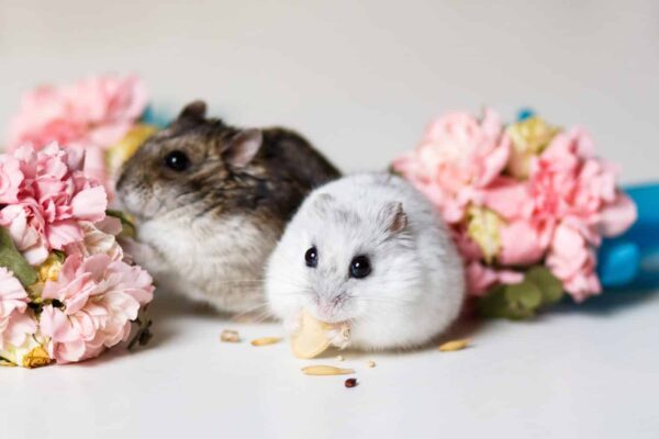 Winter White and Campbell dwarf hamsters