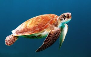 Exotic pets reptile turtle supplies India Pet Multiverse