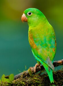 Bird pet supplies cages food India Pet Multiverse