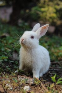 Rabbit pet supplies India Pet Multiverse
