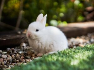 Guinea pig pet supplies India Pet Multiverse