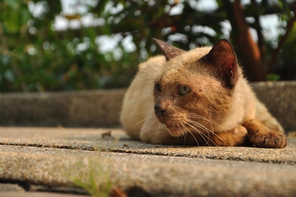 Cat breed and care guides