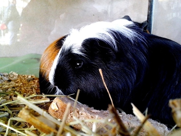 General pet care guides
