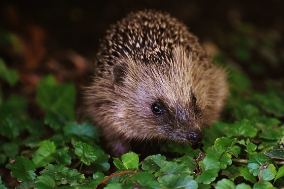 Exotic pet care guides