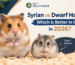 Syrian vs Dwarf Hamster in India Which Is Better in 2026
