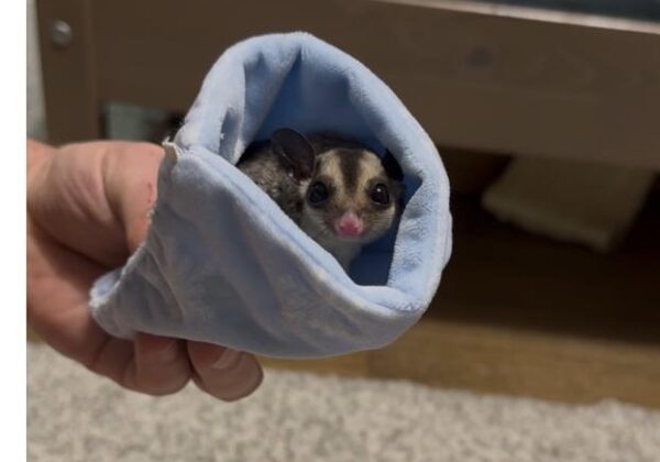 Sugar glider lifespan – pet sugar glider perched on a branch