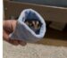 Sugar glider lifespan – pet sugar glider perched on a branch