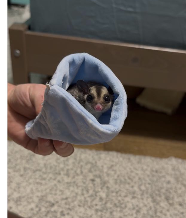 Sugar glider lifespan – pet sugar glider perched on a branch