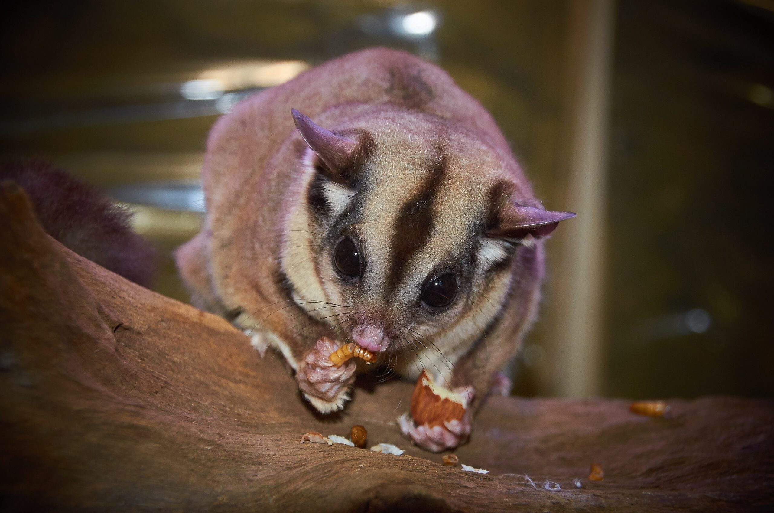 Sugar glider diet affects lifespan – sugar glider eating at feeding time